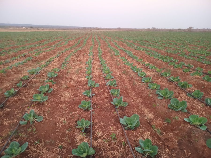 Solar-Powered Drip Irrigation System